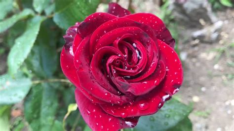 36. Сад после дождя! - YouTube