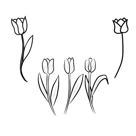 tulip flower  drawing vector set flower drawing wing drawing