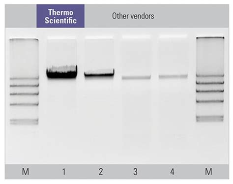 Thermo Scientific Magjet Genomic Dna Kit 96 Prepslife Sciences