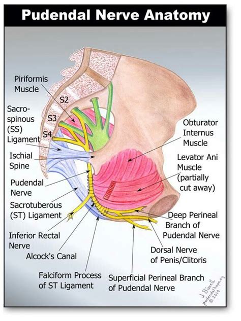 15 best Get to know your Pelvic Anatomy! images on Pinterest | Women's ...