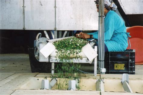 About Capers - How to Grow, Harvest and Preserve Capers and Caper Berries