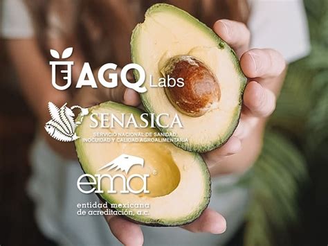 Inocuidad En Aguacate Y Calidad Del Fruto Para Exportaci N