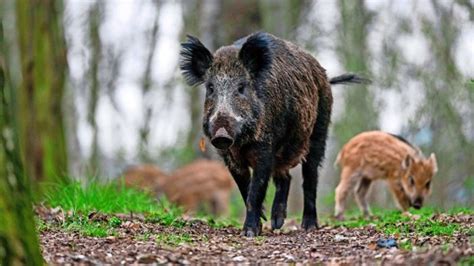 Infiziertes Wildschwein Im Harmersbachtal Das Bedeutet Der Pseudowut