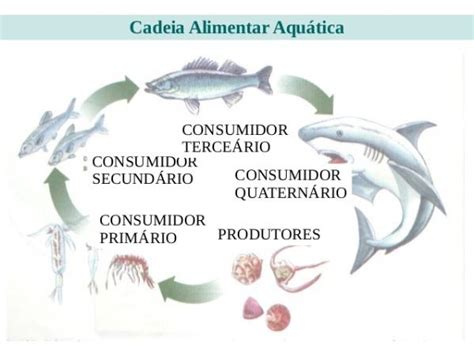 Cadeia Alimentar Aquatica 4 Ano - Cadeia alimentar AQUÁTICA - RESUMO com DESENHOS