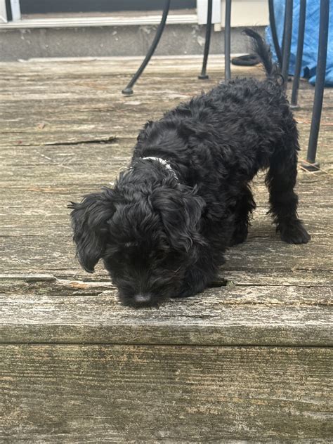 Small Black Male YorkiePoo Puppy For Sal... | PetClassifieds.com