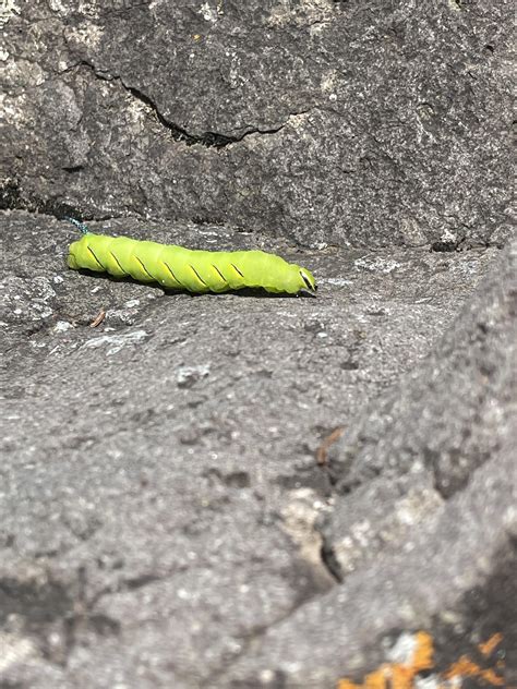 What type of caterpillar? : r/animalid