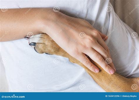 La Mano Umana Tiene La Zampa Del Cane Fotografia Stock Immagine Di