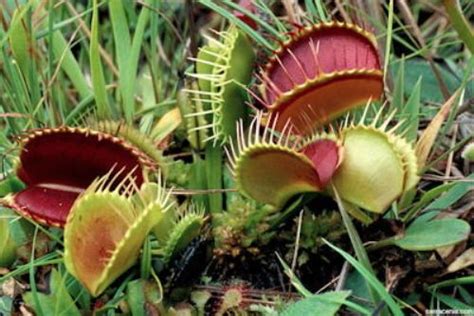 10 Facts about Carnivorous Plants | Fact File