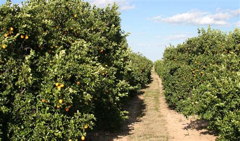 Florida’s Citrus Trees Struggle To Recover From Disaster Disease •