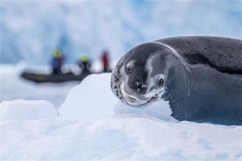 The secret lives of Antarctic whales: how to balance tourism and ...