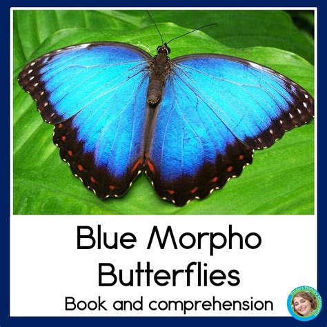 Blue Morpho Butterfly Facts