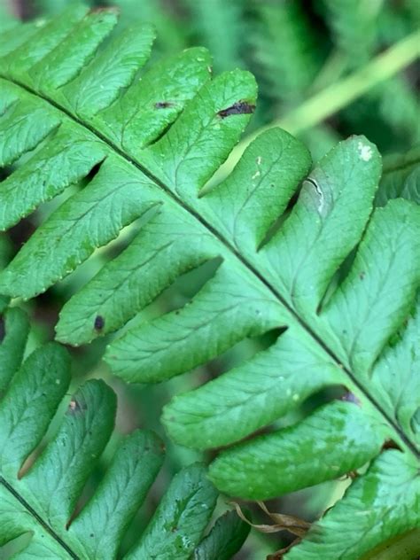 Foto Geschubde Mannetjesvaren Dryopteris Affinis Waarnemingen Be