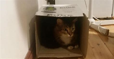 Not Schrodingers Cat In A Box Imgur