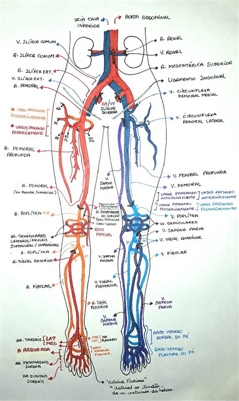 Circulacion Arterial Y Venosa Images