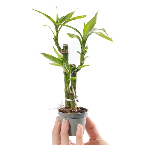 Baby Dracaena 'Lucky Bamboo' | Dragon Tree – Gardeners Dream