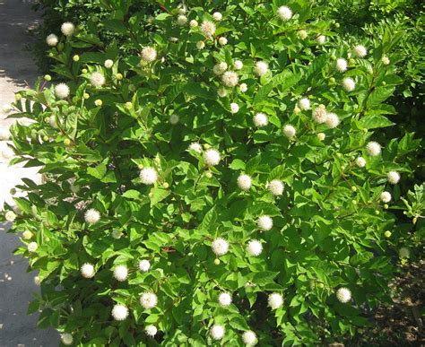 Best 7 Flowering Native Retention Pond Plants for riprap in Wichita Kansas