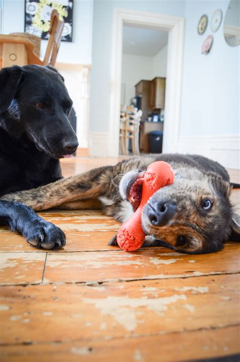 Maeby and Leo - lab mix, Bernese golden retriever mix | Retriever mix