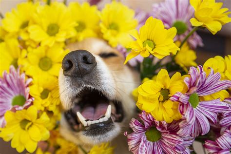 When To Be Concerned About Your Pets Sneezing Dr Phillips Animal