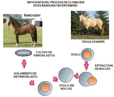 BS Ñandubay Bicentenario el primer clon equino viable de Latinoamérica