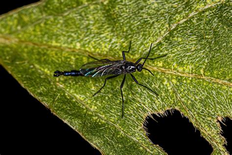 Ways To Get Rid Of Fungus Gnats In Houseplants Naturally