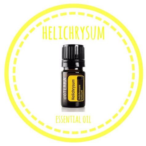 Helichrysum Helichrysum italicum - LoveAligned