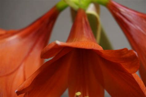 Amaryllis Flickr