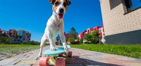 Warum Sind Hunde Der Beste Freund Des Menschen Christies Pet Grooming