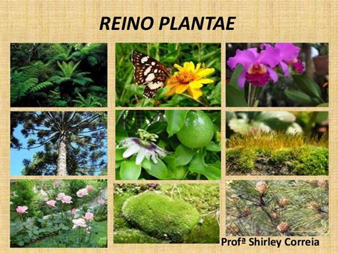 Reino Plantae O Vegetal Qué Es Características Clasificación Y