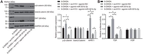 Lncrna H Diminishes Dopaminergic Neuron Loss By Mediating Microrna