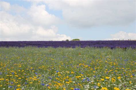 Wandering Through the Cotswolds Lavender Fields - Glamour in the County