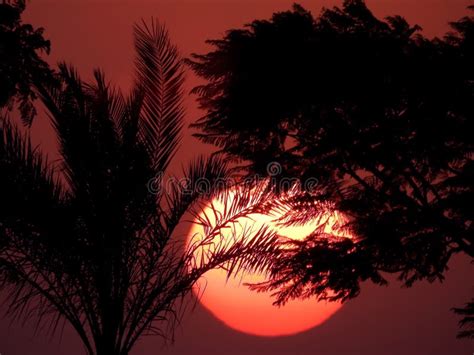 Beautiful Sunset With A Lovely Silhouette Trees And Palm Trees In New