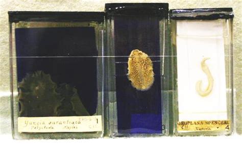 Natural History Collections: Turbellaria