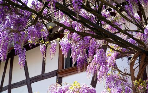 How To Identify Grow And Care For Wisteria Vines Florgeous