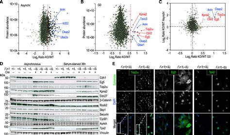 Figure From A Synthetic Lethal Interaction Between Apc C And