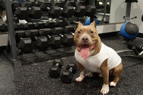 Dog Exercises To Build Muscle Mass And Make Your Pup More Beefy ...