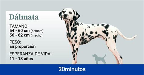 Cómo es el dálmata un perro tan llamativo con sus representativos