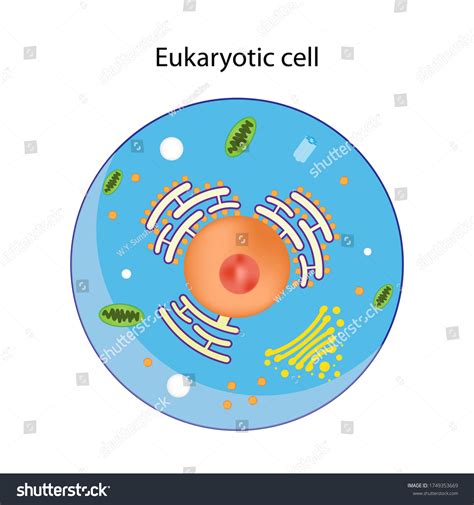 Eukaryotic Cell Structures Show Nucleus Smooth Stock Illustration