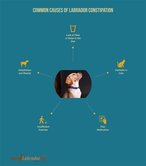 Exploring the Causes and Solutions of Constipation in Labrador Retrievers - YourLabradorPal.com