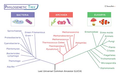 Phylogenetic Tree Definition Parts Types Examples And Diagrams