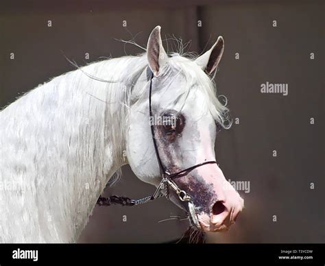 Beautiful Egyptian Arabian Horse At A Show Stock Photo Alamy