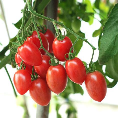 Tomato Sugary Hybrid Aas Winners Totally Tomatoes