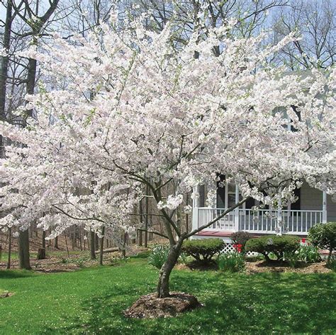 Yoshino Flowering Cherry Tree Prunus X Yedoensis Live Etsy