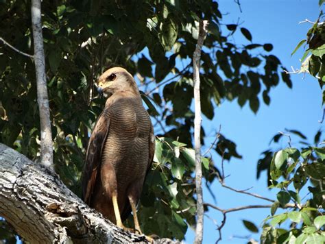 PANTANAL Bioventura Expedições