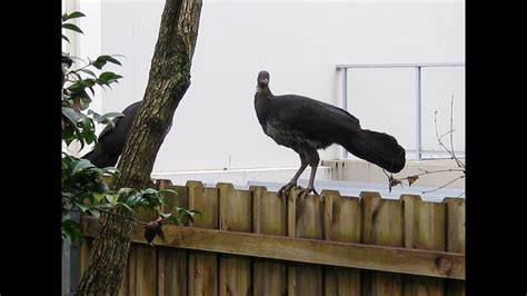 How To Deter Brush Turkeys From Garden How To Banish A Brush Turkey