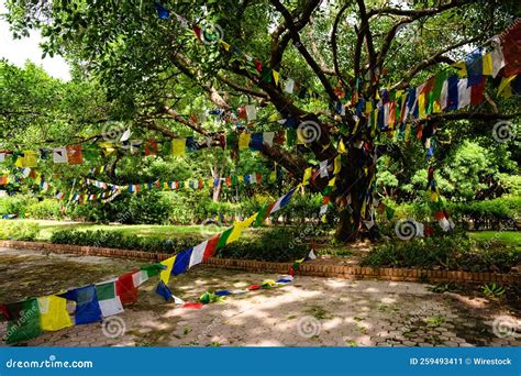 Tibetan Buddhist Prayer Flags Hanging From The Trees In Maya Devi