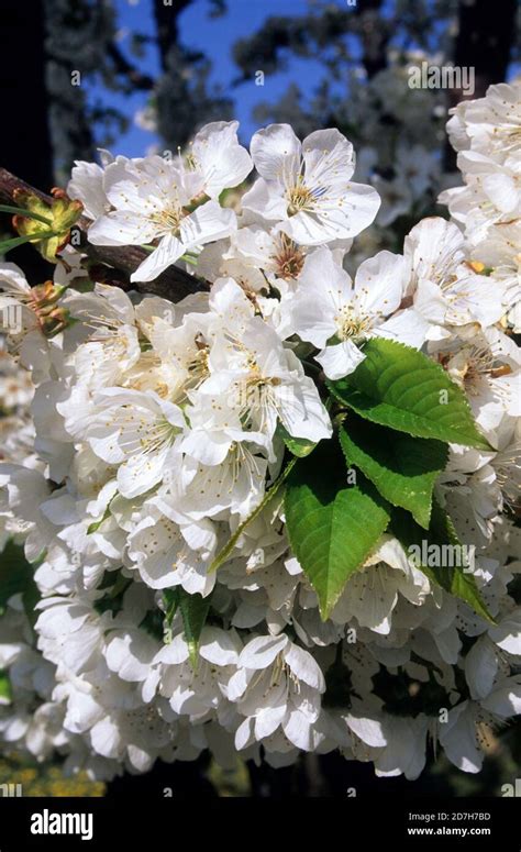 Cherry Tree Prunus Cerasus Flowers Stock Photo Alamy