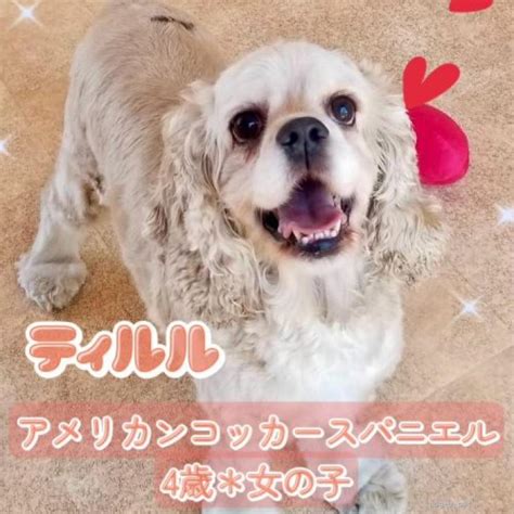 【犬の里親募集】大阪府・アメリカンコッカースパニエル・笑顔がとっても素敵なティルルちゃん😊（id2403 01122）｜ハグー みんなの