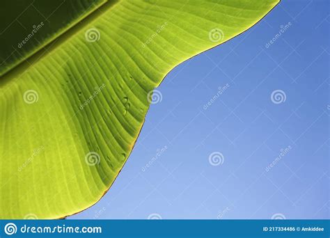 Banana Leaf Stock Photo Image Of Fresh Background 217334486