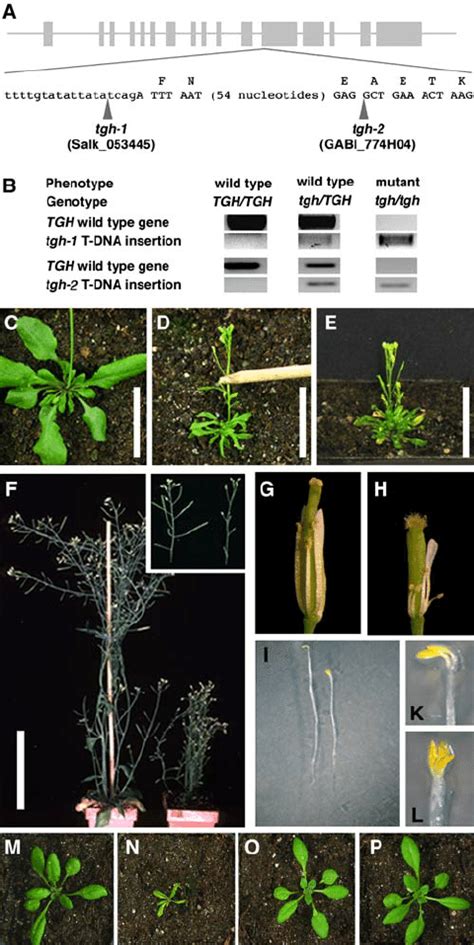 Mutations in the TGH Gene Cause Severe Growth Defects. | Download ... 