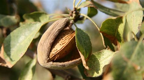 Qué le ocurre a tu cuerpo si comes almendras cada día